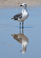 seagull with reflection