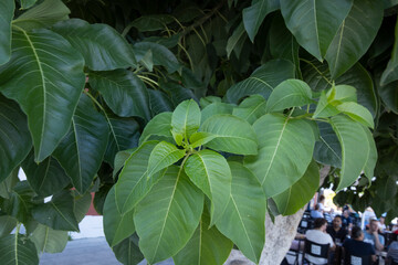 plant tree, leaves, ibiza town,  ibiza, mediterranean, ballears, ibiza, spain, 