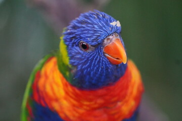 rainbow lorikeet