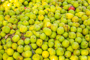 Fallen apples lie on the ground. Harvest of apples on a plantation in the garden. Fruit trees with apples. Ripe fruits on the branches of a tree. Gardening in agriculture.