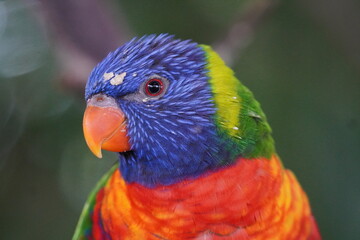 rainbow lorikeet