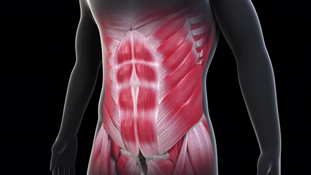 Abdominal Muscles Motion Loop