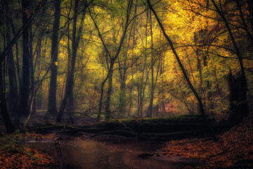 Golden October, lovely warm colors in the forest wood hills of the Saarland countryside in Germany,...