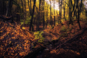 Obraz premium Golden October, lovely warm colors in the forest wood hills of the Saarland countryside in Germany, Europe in autumn fall