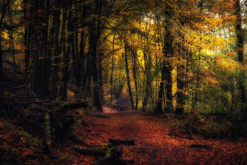 Golden October, lovely warm colors in the forest wood hills of the Saarland countryside in Germany,...