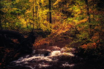 Golden October, lovely warm colors in the forest wood hills of the Saarland countryside in Germany,...