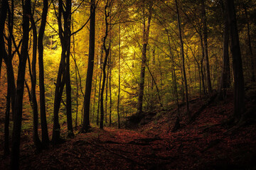 Golden October, lovely warm colors in the forest wood hills of the Saarland countryside in Germany, Europe in autumn fall