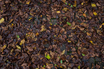autumn leaves cover the road. a backround of autumn leaves on the ground. top view of autumn leaves falling from a tree