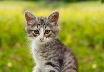 A small gray striped kitten is sitting on the lawn. Portrait of a cute cute kitten