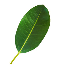 One green ficus leaf isolated on white background