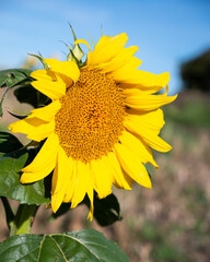 photograph of sunflower in a meadow