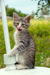 A small gray striped kitten is sitting on the lawn. Portrait of a cute cute kitten