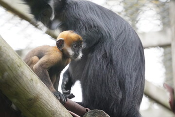 Francois' leaf monkey