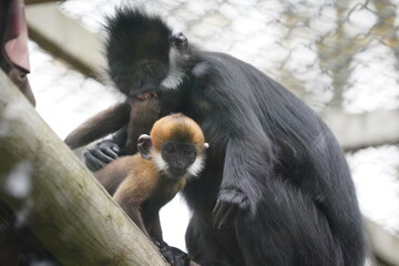 Francois' leaf monkey