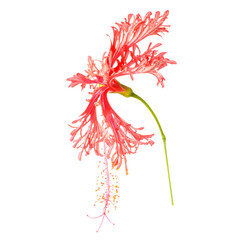 exotic tropical red hibiscus schizopetalus flower isolated on white background