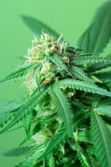 Flowering Medical Marijuana or Hemp Plant with Buds on Matching Green Background