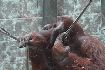Bornean orangutan © Colin