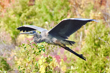 heron