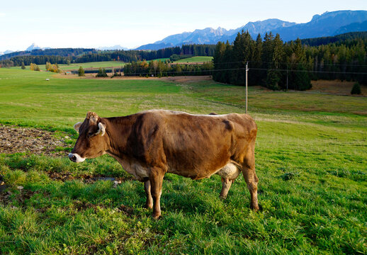 cows grazing on the lush green alpine meadows with scenic alpine lake Attlesee and the Bavarian Alps in the background in Nesselwang, Allgaeu or Allgau, Bavaria, Germany