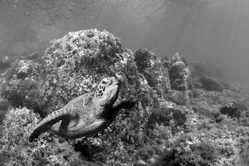 Sea Turtle swimming in a clear sea water.