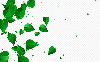 Green Leaves Herbal Vector Transparent Background