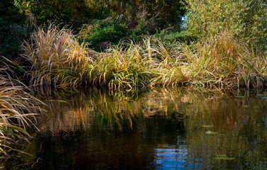 view of the lake and houses autumn yellow leaves reed bridge