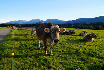 Fototapeta na wymiar cows grazing on the lush green alpine meadows with scenic alpine lake Attlesee and the Bavarian Alps in the background in Nesselwang, Allgaeu or Allgau, Bavaria, Germany 