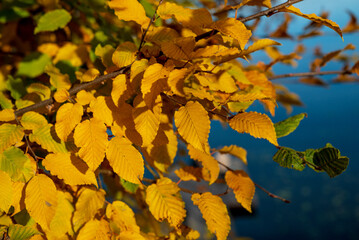 view of the lake and houses autumn yellow leaves reed bridge
