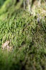 tree trunk covered with moss, moss texture macro view in nature for wallpaper.Moss background