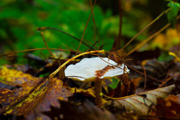 Grebe mushroom in yellow leaves in a wild autumn forest. Macro photography