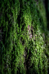 tree trunk covered with moss, moss texture macro view in nature for wallpaper.Moss background