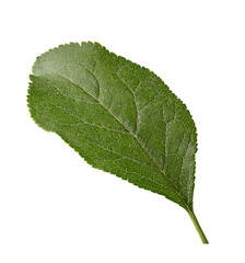 green leaf from plum