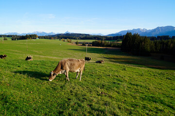 cows grazing on the lush green alpine meadows with scenic alpine lake Attlesee and the Bavarian Alps in the background in Nesselwang, Allgaeu or Allgau, Bavaria, Germany