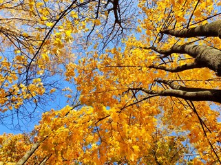View of the sky through the yellow leaves of trees. Autumn