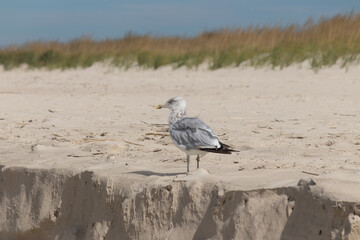 American herring gull seagull on the beach waiting for food to drop. This large size shorebird has quite the menacing look with his eye staring at us. This picture was taken at Cape May New Jersey.