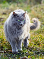 Naklejka na ściany i meble Gray fluffy cat in the garden on the grass