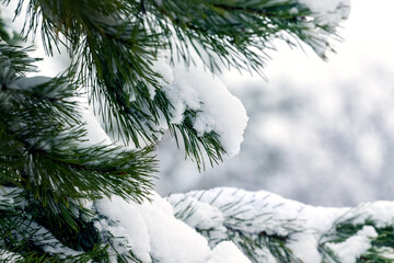 Snow-covered spruce branches with long needles