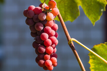 red wine grapes