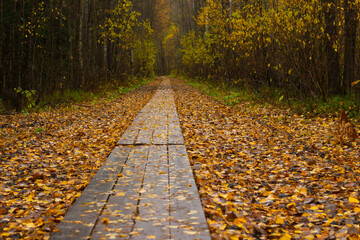 A wooden walkway in a yellow autumn forest. Leaves fall from trees, autumn in the forest