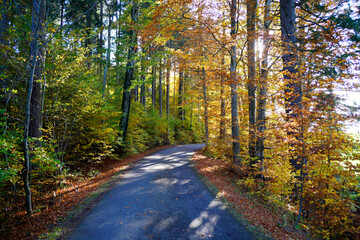 Obraz premium a scenic road through the sunlit golden autumal forest in the morning by the lake Attlesee in Nesselwand in the Bavarian Alps (Bavaria, Germany) 