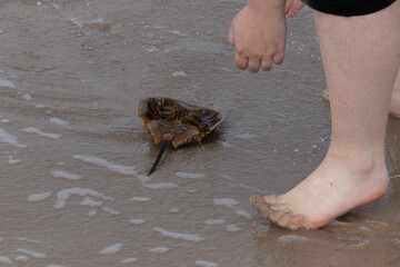 My daughter came across this poor little horseshoe crab that washed up on the beach. She came along and flipped it over to save it and put it back into the water. This picture was taken in New Jersey.