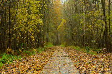 A wooden path in a warm autumn forest covered with yellow fallen leaves. Trees in autumn in the park.