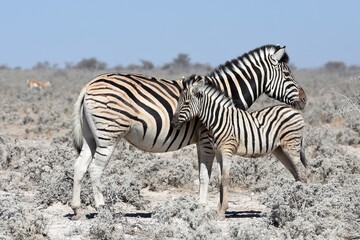 Steppenzebra (Equus quagga) im Etosha Nationalpark in Namibia. 