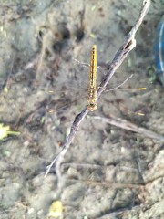 Yellow And Black Butterfly Sitting On The Plant Branch
