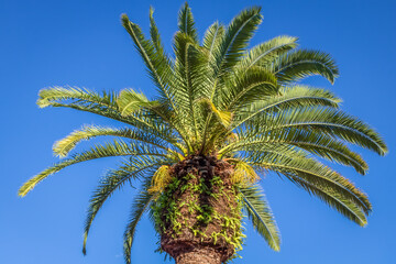 Arecaceae, Phoenix canariensis palm tree in Amalfi Coast at sunny sky, Italy