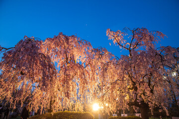 青森県　 弘前城桜祭り・ライトアップ
