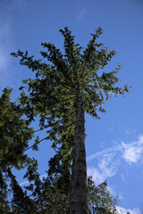 The crown of a green fir tree from below against a blue sky with clouds