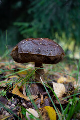 brown forest mushroom in the grass on a tree background