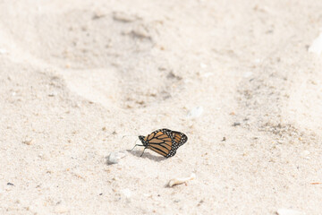 We were in Cape May New Jersey walking on Sunset beach and noticed monarch butterflies flying...