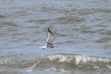 This pretty seagull was doing what it could to fly across this rough ocean on a very windy day. This picture was taken at Sunset Beach in Cape May New Jersey while a hurricane was off the coast.